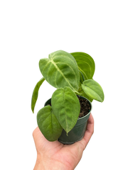 Syngonium 'Ice Frost'