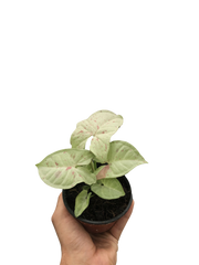 Syngonium 'Milk Confetti'