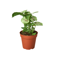 Syngonium Roxanna