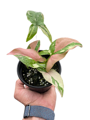 Syngonium 'Tricolor'