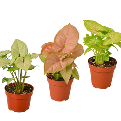 3 Different Syngonium Plants - Arrowhead Plants / 4" Pot / Live Plant