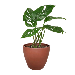 Monstera Adansonii Swiss Cheese | Easy Care Vining Plant | House Plant Shop