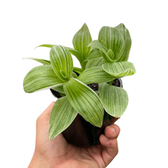 Tradescantia 'Sanna'