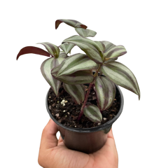 Tradescantia Zebrina 'Wandering Dude'