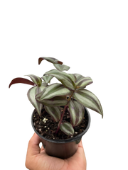 Tradescantia Zebrina 'Wandering Dude'