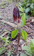 Arisaema triphyllum Seeds – Jack-in-the-Pulpit Woodland Wildflower, 5 Non-GMO Perennial Seeds, Shade Garden & Native Plant
