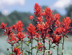 500 Castilleja linariifolia Seeds | Split-Leaf Paintbrush | Wyoming Indian Paintbrush | Native Perennial Wildflower