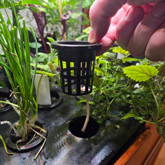 Net Pot (+Capillary String)