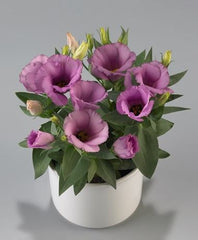 Lisianthus Lilac Shade Live Plant 2–5” Tall - Bareroot Eustoma grandiflorum - Delicate Perennial Flower for Zones 8–10