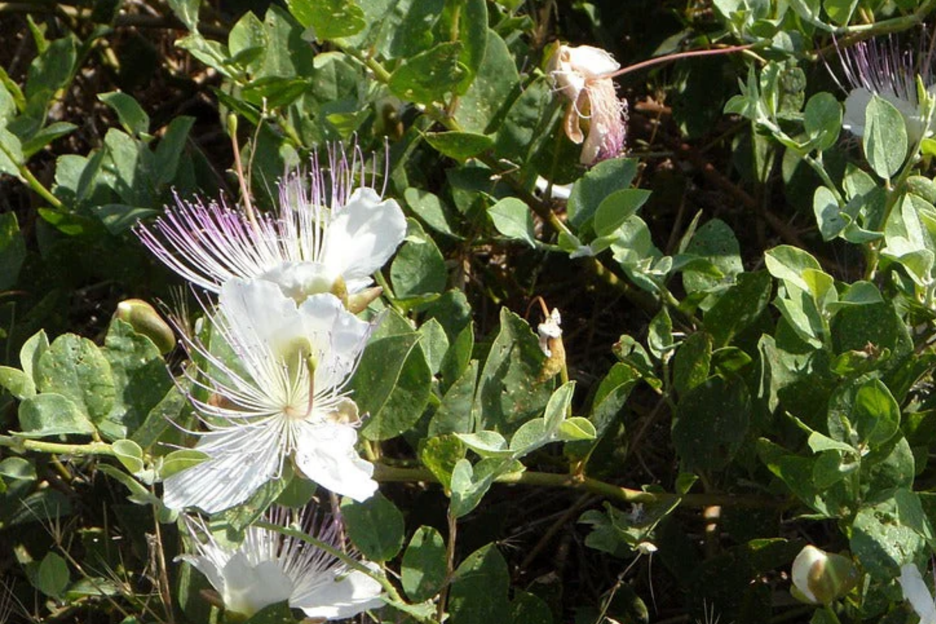 Caper 50 Seeds - Capparis