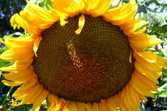 30 Giant Mongolian Sunflower Seeds - Non-GMO, Huge 18" Blooms, 14ft Tall | USA Seller,