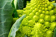 1,000 Romanesco Broccoli Seeds - Non-GMO Heirloom, Unique Fractal Shape, USA Seller,