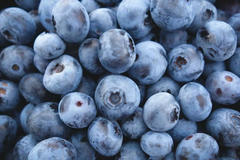 200 Highbush Blueberry Seeds - Disease-Resistant, Self-Fertile,