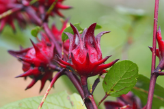 50 Roselle Seeds | Hibiscus sabdariffa | Asian Sour Leaf | Heirloom, Edible & Medicinal