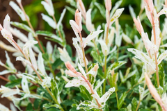 Dappled Willow Cutting - Salix integra 'Hakuro Nishiki', Variegated Foliage, Graceful Twisting Branches, Easy Care Plant
