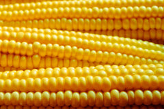 Yellow Popcorn Corn Seeds | Non-GMO Untreated Bulk Garden Seeds | Zea mays