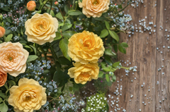 Julia Child Rose Cuttings – 3 Live Unrooted Rose Stems 5–8 Inch for Propagation and Garden Planting