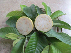 Peruvian White Guava Tree – Psidium guajava – Bare Root Starter Plant – Sweet Tropical Fruit – Rare White Guava – Self-Fertile Tree