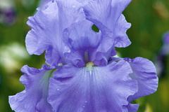 Open Ocean Bearded Iris - Quart Pot | Reblooming Lilac Blue Perennial | 38" Tall, Deer Resistant, Hardy Zones 3-10 | Strong Cut Flower