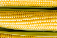 Baby Corn Seeds - Non-GMO Heirloom Fresh Garden Seeds for Pickling - Ideal for Home Gardening & Preserving