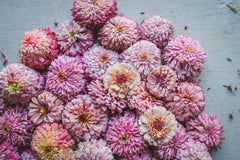 Cupcakes Pink Mix Zinnia Seeds - 100+ Flower Seeds - USA Grown -  - Double Blooms - Cut Flowers - Butterfly Garden