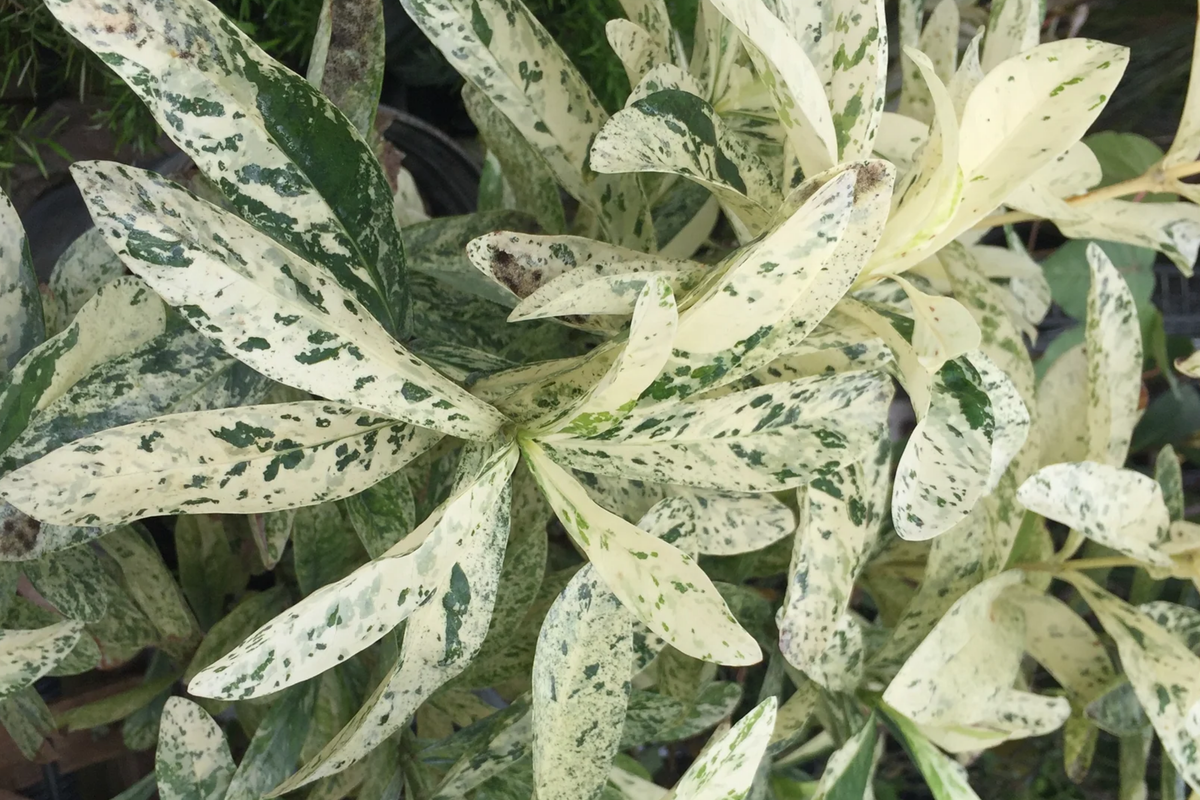 Thai Snow Ixora Variegated White Flower - Rooted Starter Plant (2-8" Tall) - Tropical Houseplant, Healthy Arrival Guaranteed