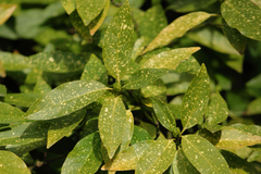 5 Gold Dust Aucuba Shrub Cuttings (6") for Rooting - Green Shrubbery with Speckled Foliage, Easy to Propagate