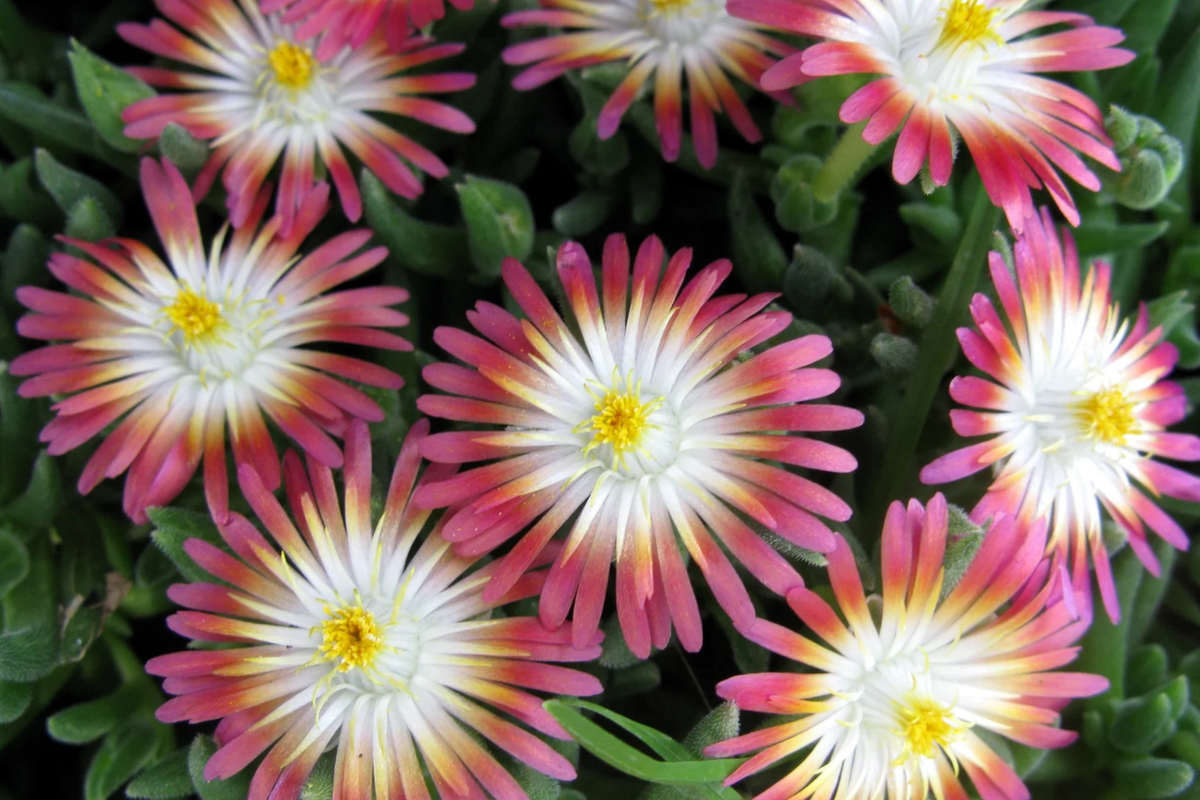 Jewel of Desert Ruby Ice Plant (12 Cuttings) | Delosperma Cooperi | Stunning Succulent Groundcover