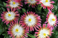 Jewel of Desert Ruby Ice Plant (12 Cuttings) | Delosperma Cooperi | Stunning Succulent Groundcover