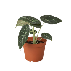 Alocasia Reginula 'Black Velvet'