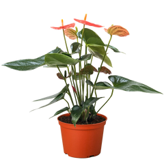 Anthurium 'Orange'