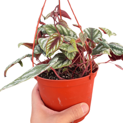 Begonia Rex Vine - 6" Pot