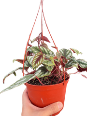 Begonia Rex Vine - 6" Pot