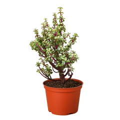 Bonsai Jade Dwarf Rainbow