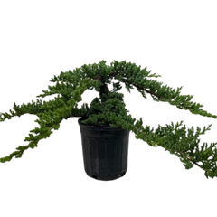 Bonsai Juniper
