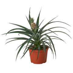 Bromeliad 'Yellow Pineapple' - 6" Pot