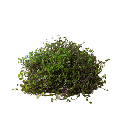 Calasia Repens