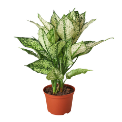 Chinese Evergreen 'First Diamond'