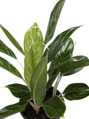 Chinese Evergreen Snow Cap | Low-Light Silver Foliage Plant | House Plant Shop