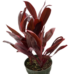 Cordyline 'Calypso Queen'