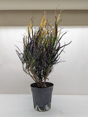 Croton 'Picasso'
