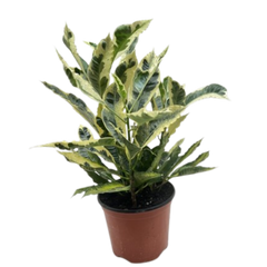 Croton 'Tamara'