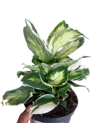 Dieffenbachia 'Cool Beauty'