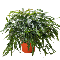 Fern Rosy Maidenhair