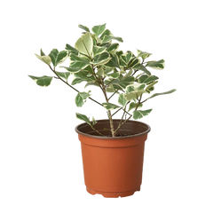 Ficus Elastica 'Triangularis' Variegated