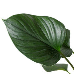 Homalomena 'Emerald Gem'
