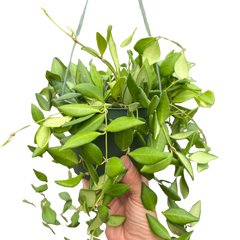 Hoya 'Burtoniae'