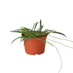 Hoya 'String Bean'