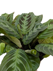 Maranta Black | Black Prayer Plant with Moving Leaves | House Plant Shop