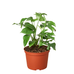 Philodendron Mini Monstera Minima